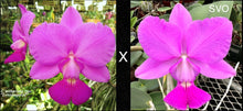 Load image into Gallery viewer, C. Walkeriana 'Extravagance' × 'Couto' (AM/AOS)