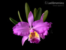 Load image into Gallery viewer, C. Lueddemanniana 'Inge x Anne'