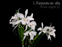Load image into Gallery viewer, Laelia Purpurata var. alba