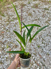 Load image into Gallery viewer, BC. Little Mermaid