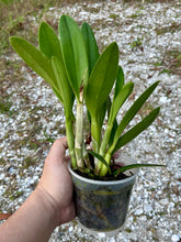 Load image into Gallery viewer, Cattlianthe Tiny Treasure