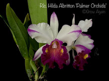 Load image into Gallery viewer, Rlc. Hilda Albritton 'Palmer Orchids'