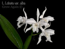 Load image into Gallery viewer, Laelia Purpurata var. alba