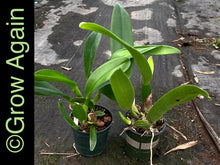 Load image into Gallery viewer, Blc. Susan Fender 'Cinnamon Stick'