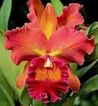 Load image into Gallery viewer, Blc. Susan Fender 'Cinnamon Stick'