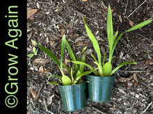 Load image into Gallery viewer, Onc. Tariflor Lady 'Pretty Girl'