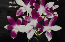 Load image into Gallery viewer, Phalaenopsis Tetraspis
