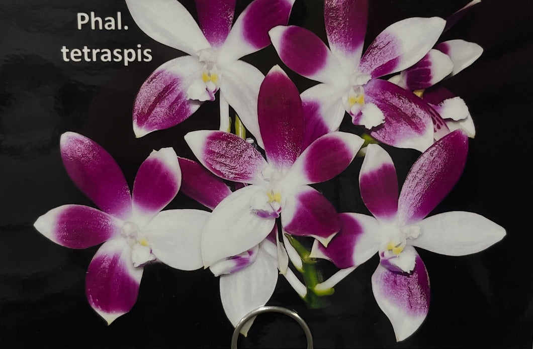 Phalaenopsis Tetraspis