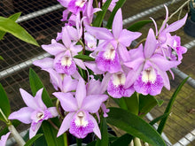 Load image into Gallery viewer, BC. Little Mermaid