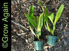 Load image into Gallery viewer, Rlc. Kuan-Miao Chen 'Chinese Dragon'