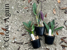 Load image into Gallery viewer, Cattleya Schilleriana