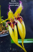 Load image into Gallery viewer, Bulbophyllum Fascinator semi alba