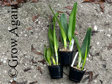 Load image into Gallery viewer, Laelia Purpurata var. alba