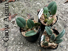 Load image into Gallery viewer, Bulbophyllum Frostii