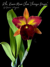 Load image into Gallery viewer, Rlc. Kuan-Miao Chen 'Chinese Dragon'