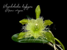 Load image into Gallery viewer, Rhyncholaelia Digbyana