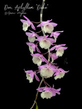 Load image into Gallery viewer, Den. Aphyllum 'Duke'