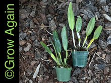 Load image into Gallery viewer, Rhyncholaelia Digbyana