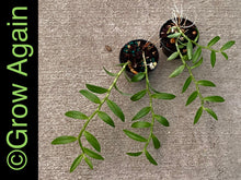 Load image into Gallery viewer, Den. Loddigesii