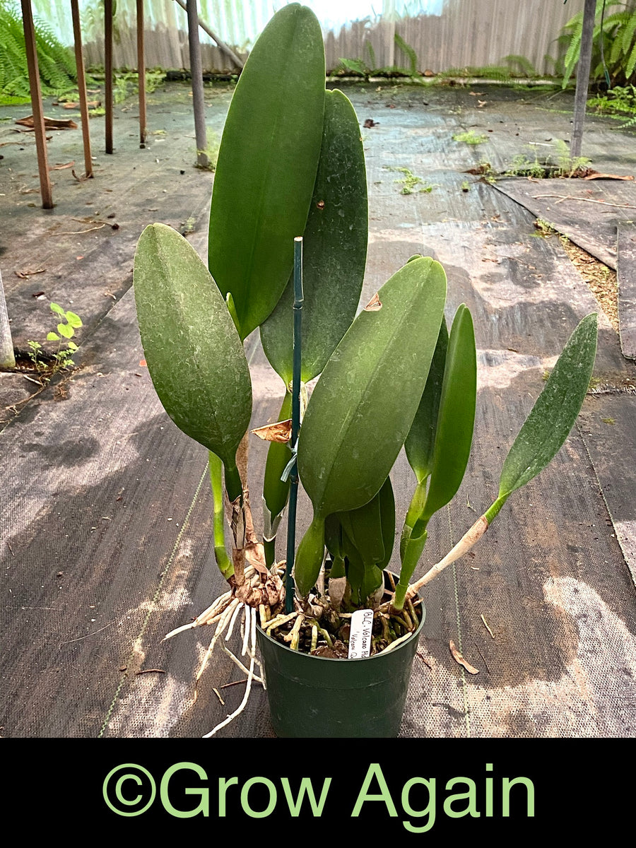 Blc. Akatsuka 50th Anniversary 'Volcano Queen' – Grow Again