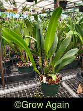 Load image into Gallery viewer, Pot. William's Drumbeat '35'