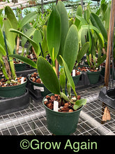 Load image into Gallery viewer, Blc. Taiwan Focus