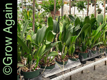 Load image into Gallery viewer, Blc. Akatsuka 50th Anniversary 'Volcano Queen'