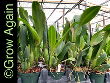 Load image into Gallery viewer, Blc. Volcano Harmony 'Volcano Queen'