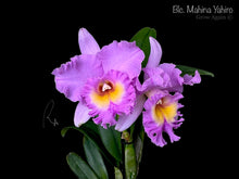 Load image into Gallery viewer, Blc. Mahina Yahiro
