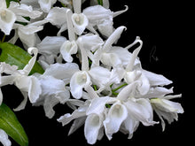 Load image into Gallery viewer, Den. Anosmum var. alba 'SU'