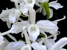 Load image into Gallery viewer, Den. Anosmum var. alba 'SU'