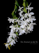 Load image into Gallery viewer, Den. Anosmum var. alba 'SU'