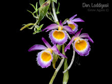Load image into Gallery viewer, Den. Loddigesii