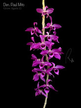 Load image into Gallery viewer, Den. Paul Mito