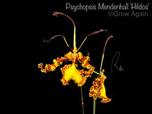 Load image into Gallery viewer, Psychopsis Mendenhall 'Hildos'