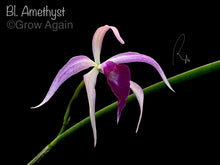 Load image into Gallery viewer, Bl. Amethyst