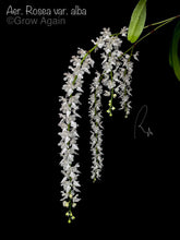 Load image into Gallery viewer, Aerides Rosea var. alba