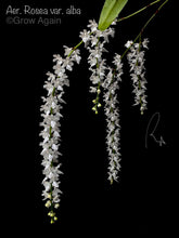 Load image into Gallery viewer, Aerides Rosea var. alba
