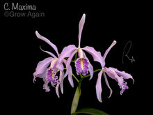 Load image into Gallery viewer, Cattleya Maxima