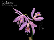 Load image into Gallery viewer, Cattleya Maxima