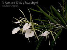 Load image into Gallery viewer, B. Nodosa x Mas Mejor