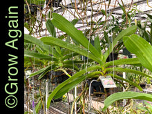 Load image into Gallery viewer, Rhynchostylis Gigantea 'Alba'