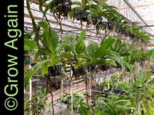 Load image into Gallery viewer, Rhynchostylis Gigantea 'Alba'