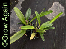 Load image into Gallery viewer, Cattleya Maxima