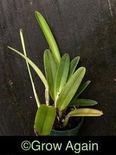 Load image into Gallery viewer, Cattleya Maxima