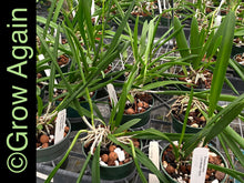 Load image into Gallery viewer, B. Nodosa x Mas Mejor