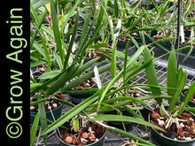 Load image into Gallery viewer, B. Nodosa x Mas Mejor