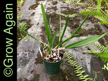 Load image into Gallery viewer, B. Nodosa x Mas Mejor