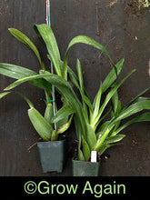 Load image into Gallery viewer, Brsdm. Gilded Urchin