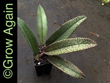 Load image into Gallery viewer, Psychopsis Mendenhall 'Hildos'